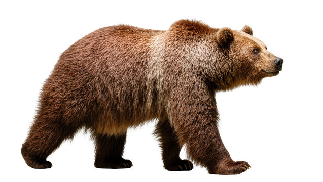 Isolated brown bear walking gracefully, powerful majestic animal in full body portrait