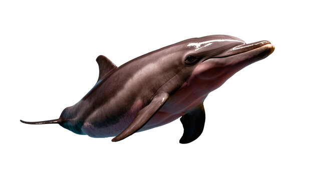 Isolated common bottlenose dolphin swimming majestically, a beautiful marine mammal close-up