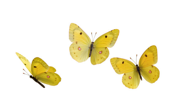 Isolated three bright yellow butterflies with delicate wings flying, beautiful summer nature wildlife.