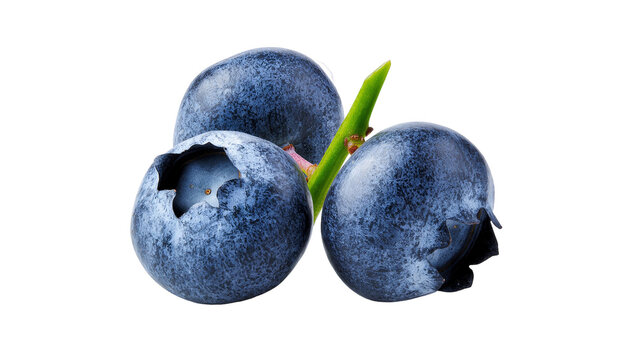 Isolated fresh ripe organic blueberries with a green stem, healthy natural superfood antioxidant snack.