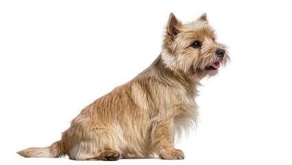 Isolated sweet fluffy light brown Cairn Terrier dog sitting calmly in profile with tongue out © Maria