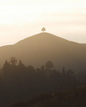 View of a lone tree standing atop a golden hill, bathed in the soft glow of dawn, casting long shadows over the land in Ruderswil, Canton of Bern, Switzerland.