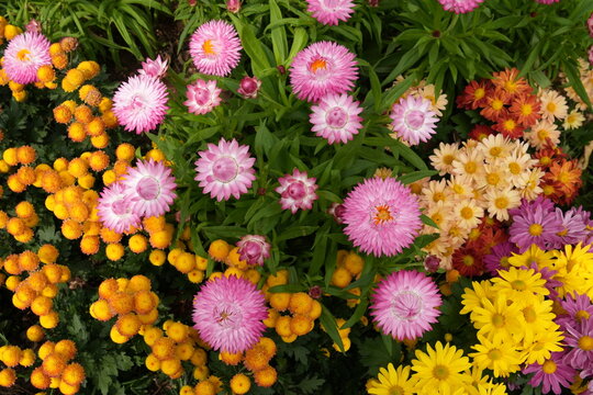 Mixed colourful of chrysanthemums; Various types of chrysanthemums; Mixed colourful of Bellis Perennis; Mixed colourful of English Daisy; Pink Strawflower; Pomponette(super pompon yellow)
