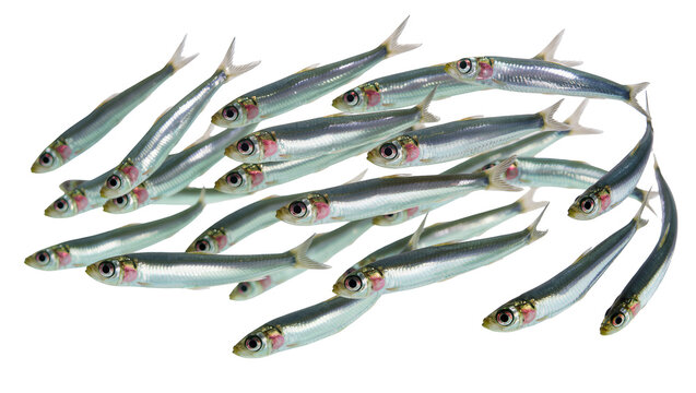 Isolated school of small silver fish swimming together in a dynamic formation, marine life group