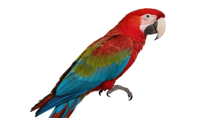 Obraz premium Isolated tropical parrot bird standing, vivid red, green, and blue plumage, beautiful wildlife