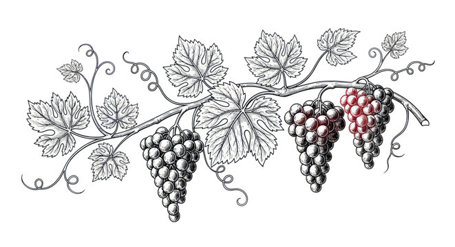 Vintage Grapevine Illustration: Grapes and Leaves, Decorative Element