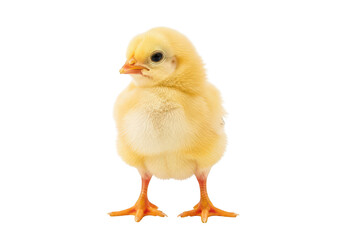 Obraz premium Cute yellow chick on transparent background looking left