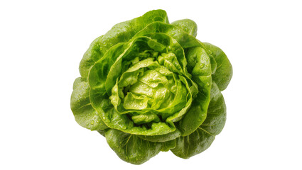 Obraz premium Isolated fresh vibrant green butter lettuce head with water droplets, healthy and raw vegetable