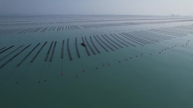 Aerial view of sustainable seaweed farming in Jindo, Korea, 4k drone shot