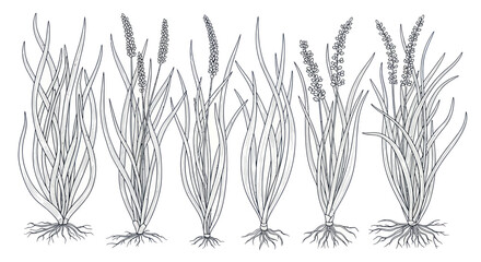 Botanical Illustration of Grasses with Roots, Hand-Drawn Sketch Style © Yunan