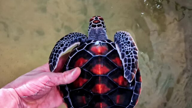 Hand releases juvenile sea turtle with a black shell with bright orange-red patterns