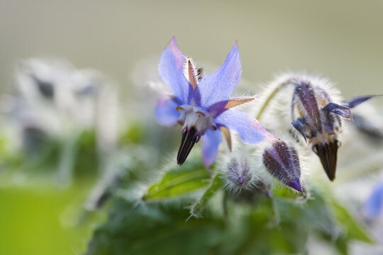 Borage flower in bloom, close-up of borage flowers and buds in sunlight, fine hairs on the bud, macro shot of pollen and pistils, Borago officinalis, blue petal