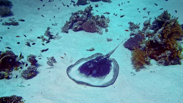Dark stingray rests on white sandy seabed surrounded by tropical coral reef patches