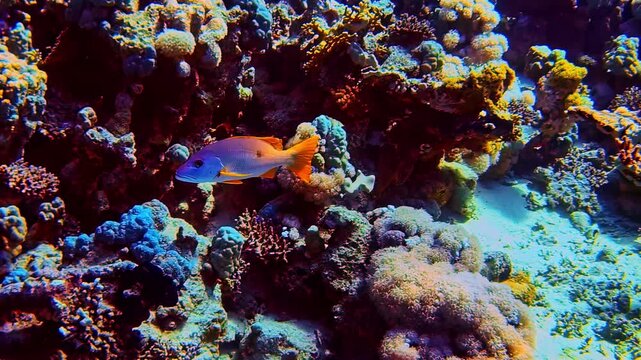 Colorful twinspot snapper fish swims past a diverse tropical coral reef wall underwater