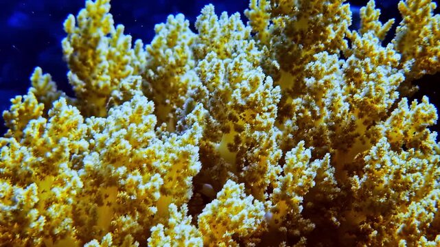 Bright yellow soft coral glow against a dark blue background in a tropical ocean
