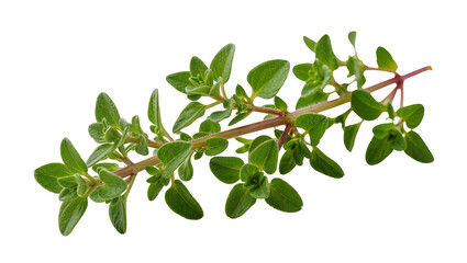 Isolated fresh green marjoram herb sprig, fragrant and aromatic culinary ingredient © Maria