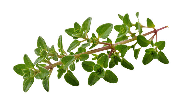 Isolated fresh green marjoram herb sprig, fragrant and aromatic culinary ingredient
