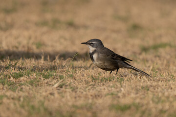 Obraz premium Cape wagtail portrait hunting insects in a South African urban garden, frequent visitor of city parks, side view profile 