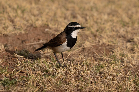 Capped wheatear portrait hunting insects in a South African urban garden, side view profile