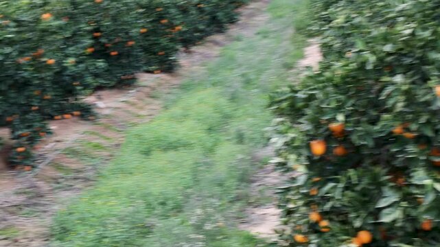 Vibrant orange trees loaded with ripe citrus fruits stand in neat rows under a clear sky in the sunny Spanish countryside, highlighting the scale of local agricultural production and harvest