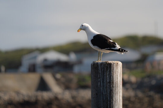 Kelp gull or Cape gull on a wooden stump in South African bay, the bill is yellow with a red spot, and the legs are greenish-yellow