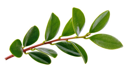 Obraz premium Isolated glossy green leaves on a reddish stem, a fresh natural botanical element.