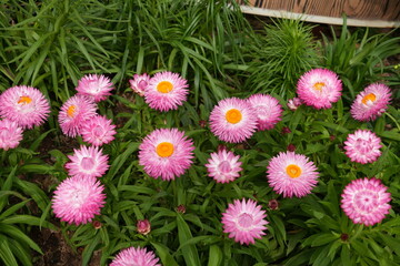 Beautiful and Elegant Pink Strawflower  Bellis Perennis Pink  English Daisy Pink © Oiven