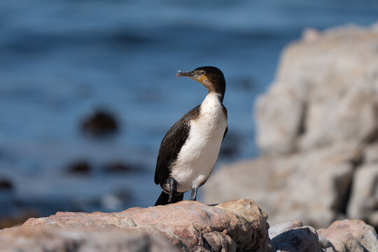 White-breasted cormorant portrait on a rock in Stony Point, South Africa looking in camera, beautiful black and white colors