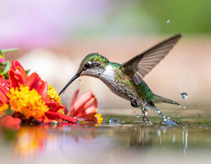Fototapeta premium Stunning macro of a vibrant hummingbird hovering over water, splashing while feeding on a bright zinnia. This dynamic nature shot captures life, movement, and beauty in a soft garden setting.
