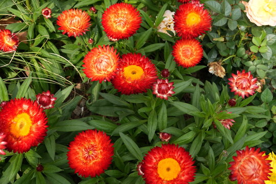 Vibrant Red Strawflower; Strawflower Copper Red; King Sized Red Strawflower; Bellis Perennis Red; English Daisy Red