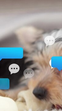Vertical video: Puppy paw entering and chat-bubble appearing, puppy chewing rawhide for pet care