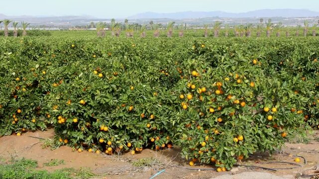 Vibrant orange trees loaded with ripe citrus fruits stand in neat rows under a clear sky in the sunny Spanish countryside, highlighting the scale of local agricultural production and harvest