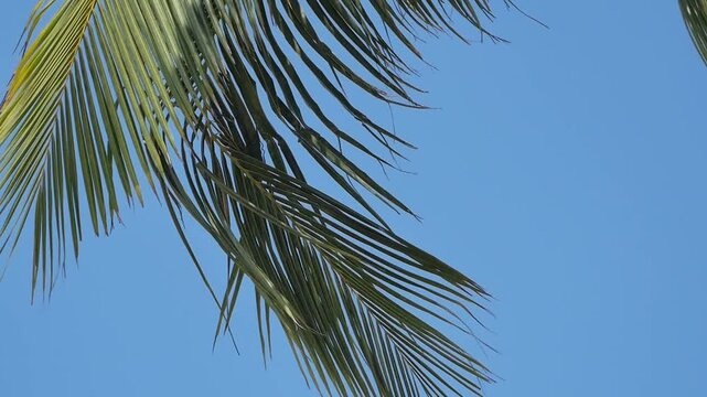 Coconut Palm Frond: A single coconut leaf swaying against a clear, bright blue sky background.