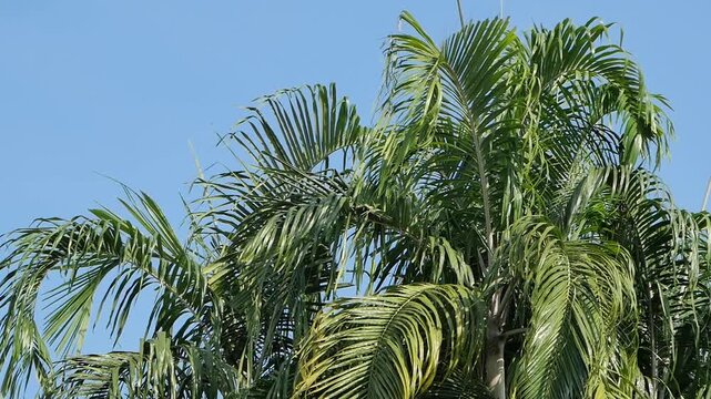Coconut Palm Frond: A single coconut leaf swaying against a clear, bright blue sky background.