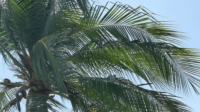 Coconut Palm Frond: A single coconut leaf swaying against a clear, bright blue sky background.