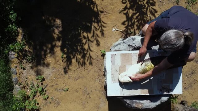 Top down view of a senior fisherman preparing a huge caught catfish on a board outdoors