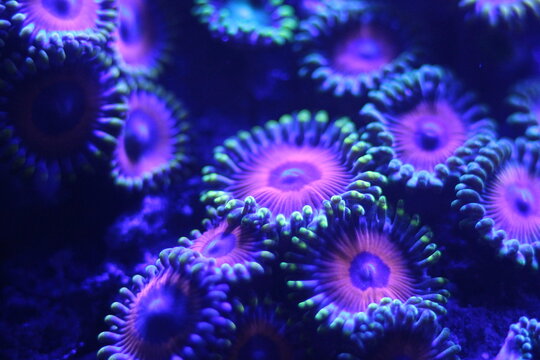 Zoas zoanthus, Macro of vibrant fluorescent marine coral specimen with glowing colors in a saltwater reef aquarium