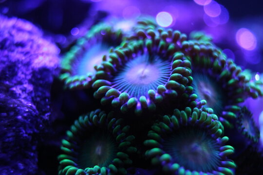 Zoanthus zoanthids, Macro of vibrant fluorescent marine coral specimen with glowing colors in a saltwater reef aquarium