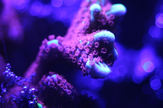 Montipora digitata, Macro of vibrant fluorescent marine coral specimen with glowing colors in a saltwater reef aquarium
