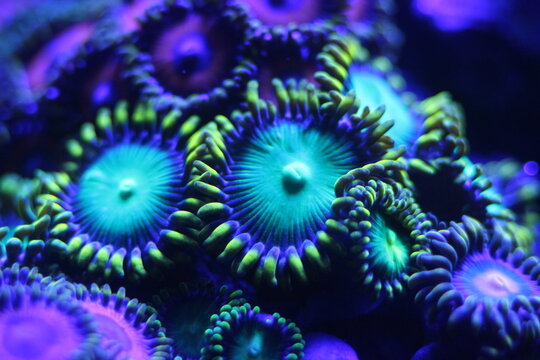 Zoanthus zoas, Macro of vibrant fluorescent marine coral specimen with glowing colors in a saltwater reef aquarium