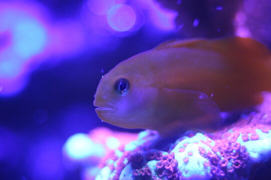 Macro of vibrant fluorescent marine coral specimen with glowing colors in a saltwater reef aquarium