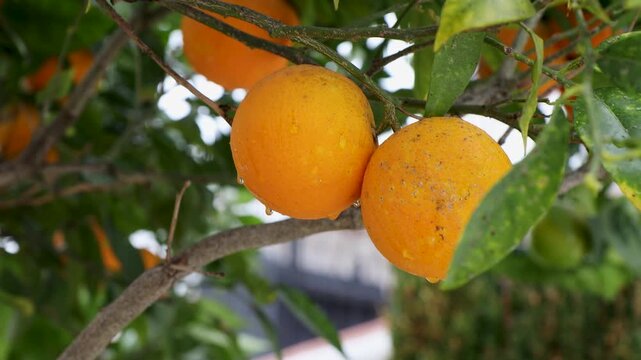 Close-up of fresh ripe oranges hanging on a citrus tree branch in a sunny orchard on windy day , with delicate water droplets on the fruit's peel and lush green leaves in the blurred background
