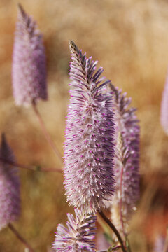 Close up shot of a Tall Mulla Mulla in Spring, Western Australia near Karijini National Park