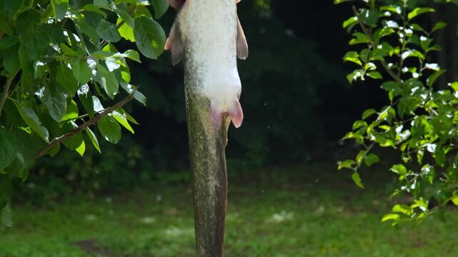 Big fresh river catfish hanging on a tree branch among green leaves after fishing.