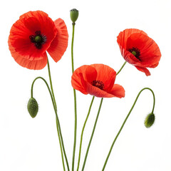 Obraz premium Photorealistic botanical photography of bright red flower, detailed petals.