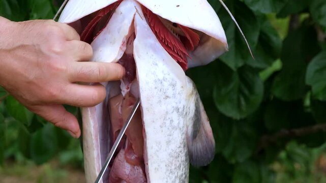 Man cleaning and gutting a large fresh caught catfish with a knife outdoors.