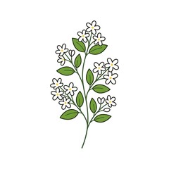 Obraz premium Jasmine Flower Clipart Illustration – White Floral Botanical Art, Isolated Elegant Blossom Design
