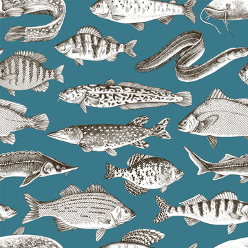 Freshwater fishes vector seamless pattern
