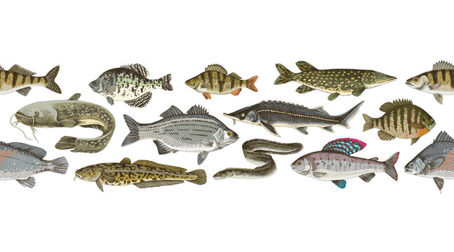 Freshwater fishes vector seamless border