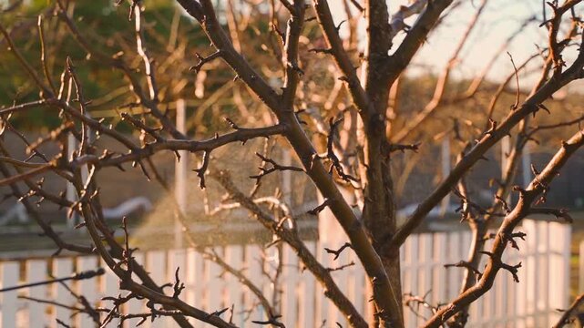 Spraying tree in spring against diseases. Tree treatment in garden